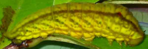 Larvae